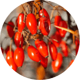 Phytomem One Ingredients