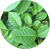 Phytomem One Ingredients